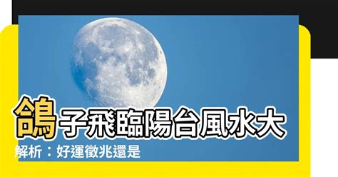 鴿子飛來風水|撿到鴿子有什麼寓意 鴿子在風水上代表什麼